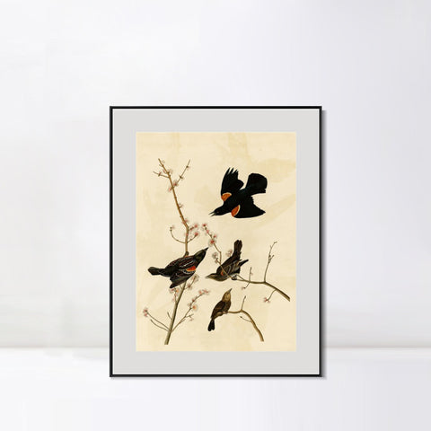 INVIN ART Metal Framed Canvas Giclee Print Red winged Starling or Marsh Blackbird by John James Audubon Wall Art Living Room Home Office Decorations