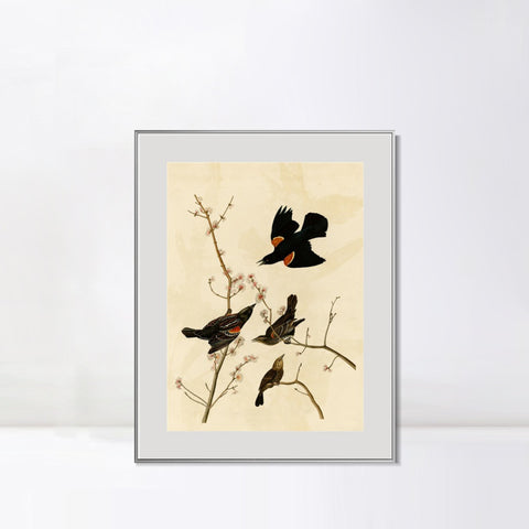 INVIN ART Metal Framed Canvas Giclee Print Red winged Starling or Marsh Blackbird by John James Audubon Wall Art Living Room Home Office Decorations