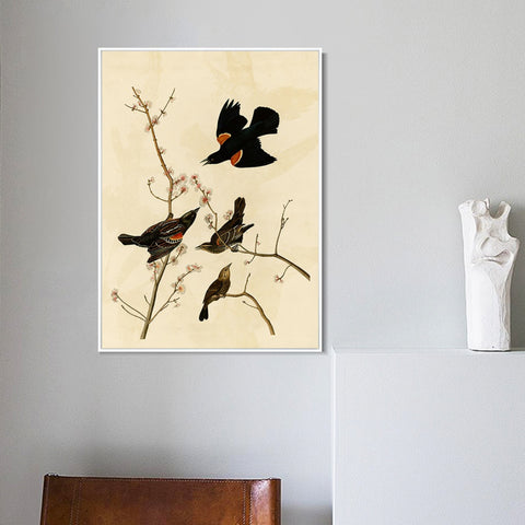 INVIN ART Framed Canvas Giclee Print Red winged Starling or Marsh Blackbird by John James Audubon Wall Art Living Room Home Office Decorations