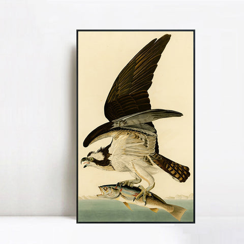 INVIN ART Framed Canvas Giclee Print Fish Hawk or Osprey by John James Audubon Wall Art Living Room Home Office Decorations
