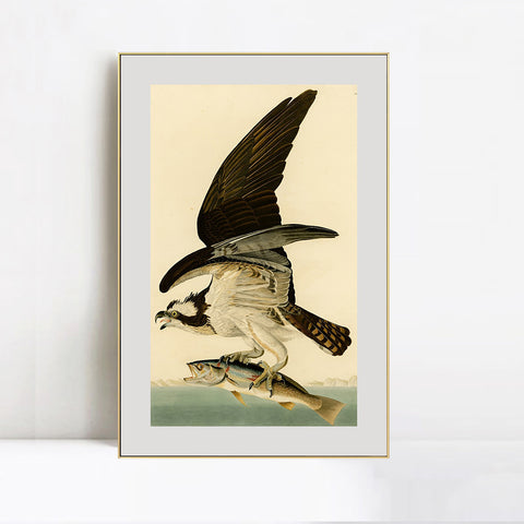 INVIN ART Metal Framed Canvas Giclee Print Fish Hawk or Osprey by John James Audubon Wall Art Living Room Home Office Decorations