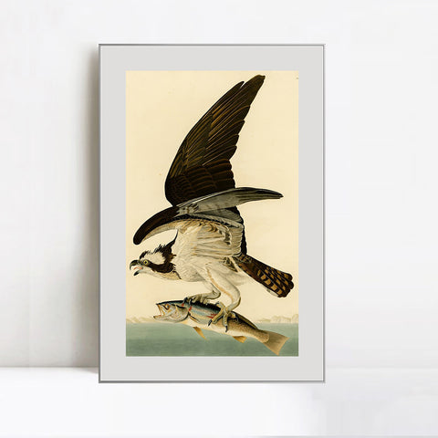 INVIN ART Metal Framed Canvas Giclee Print Fish Hawk or Osprey by John James Audubon Wall Art Living Room Home Office Decorations
