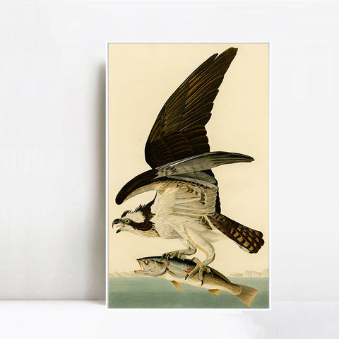 INVIN ART Framed Canvas Giclee Print Fish Hawk or Osprey by John James Audubon Wall Art Living Room Home Office Decorations