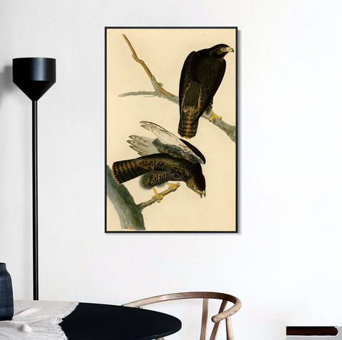INVIN ART Framed Canvas Giclee Print Black Warrior by John James Audubon Wall Art Living Room Home Office Decorations