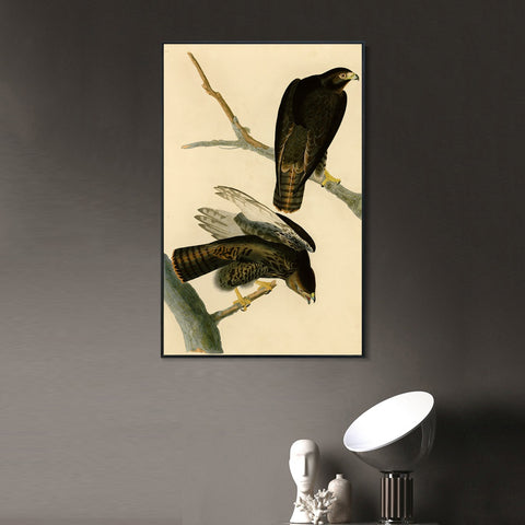 INVIN ART Framed Canvas Giclee Print Black Warrior by John James Audubon Wall Art Living Room Home Office Decorations