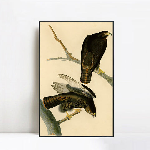 INVIN ART Framed Canvas Giclee Print Black Warrior by John James Audubon Wall Art Living Room Home Office Decorations