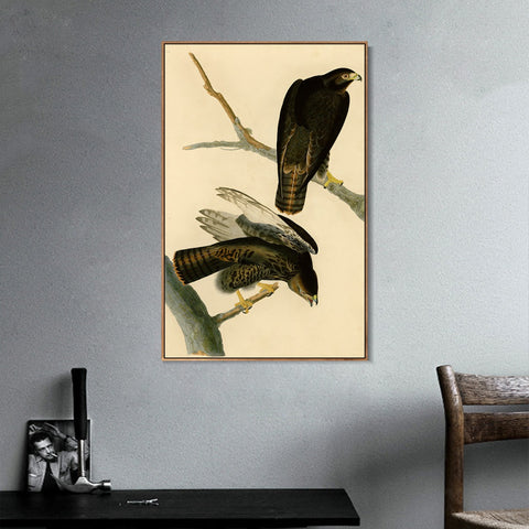 INVIN ART Framed Canvas Giclee Print Black Warrior by John James Audubon Wall Art Living Room Home Office Decorations