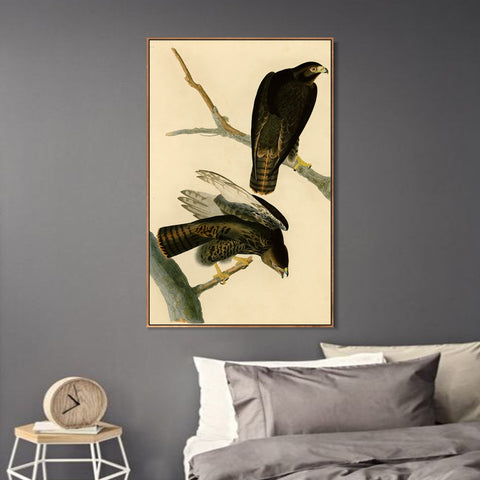 INVIN ART Framed Canvas Giclee Print Black Warrior by John James Audubon Wall Art Living Room Home Office Decorations
