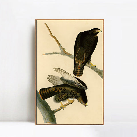 INVIN ART Framed Canvas Giclee Print Black Warrior by John James Audubon Wall Art Living Room Home Office Decorations