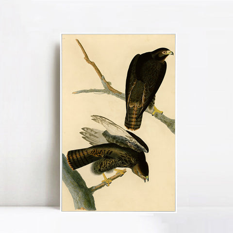 INVIN ART Framed Canvas Giclee Print Black Warrior by John James Audubon Wall Art Living Room Home Office Decorations