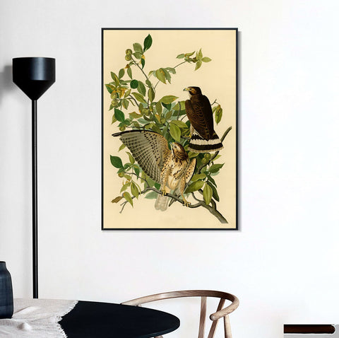 INVIN ART Framed Canvas Giclee Print Broad winged Hawk by John James Audubon Wall Art Living Room Home Office Decorations