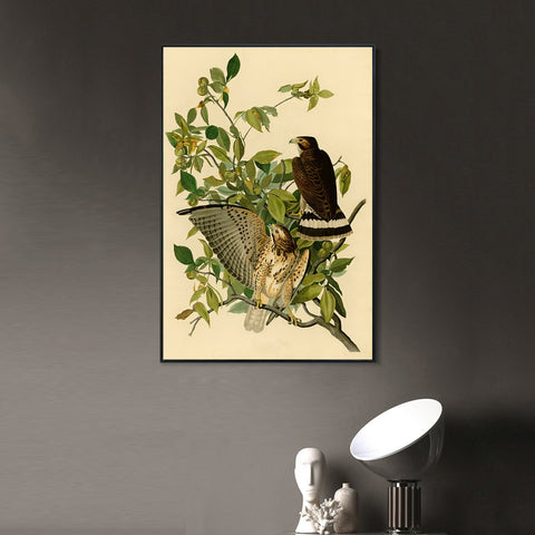 INVIN ART Framed Canvas Giclee Print Broad winged Hawk by John James Audubon Wall Art Living Room Home Office Decorations