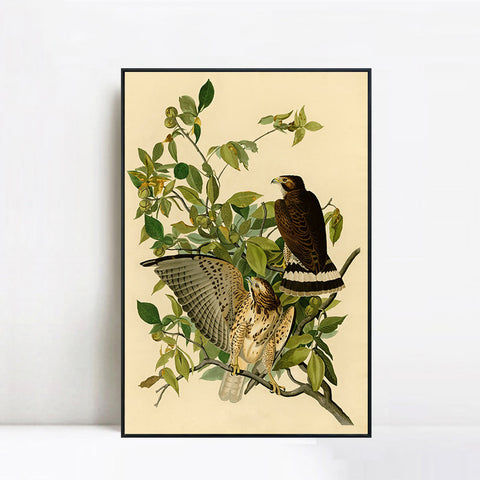INVIN ART Framed Canvas Giclee Print Broad winged Hawk by John James Audubon Wall Art Living Room Home Office Decorations