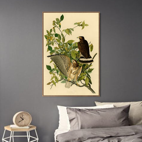 INVIN ART Framed Canvas Giclee Print Broad winged Hawk by John James Audubon Wall Art Living Room Home Office Decorations