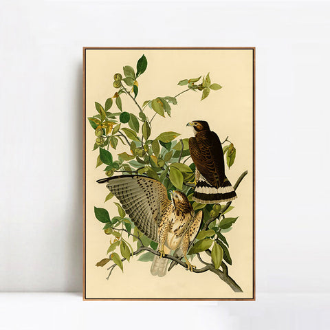 INVIN ART Framed Canvas Giclee Print Broad winged Hawk by John James Audubon Wall Art Living Room Home Office Decorations