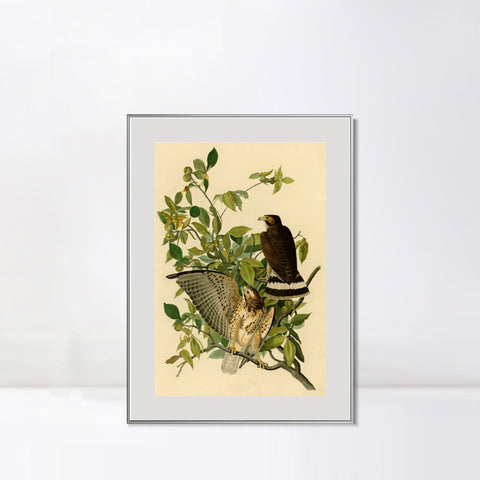 INVIN ART Metal Framed Canvas Giclee Print Broad winged Hawk by John James Audubon Wall Art Living Room Home Office Decorations