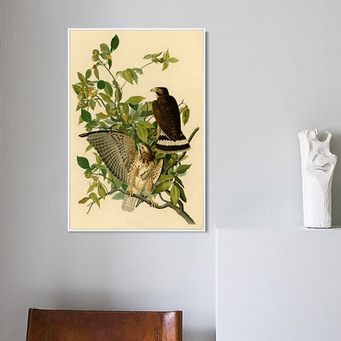 INVIN ART Framed Canvas Giclee Print Broad winged Hawk by John James Audubon Wall Art Living Room Home Office Decorations
