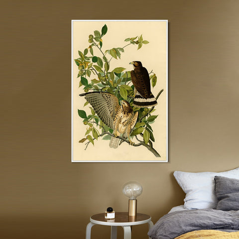 INVIN ART Framed Canvas Giclee Print Broad winged Hawk by John James Audubon Wall Art Living Room Home Office Decorations