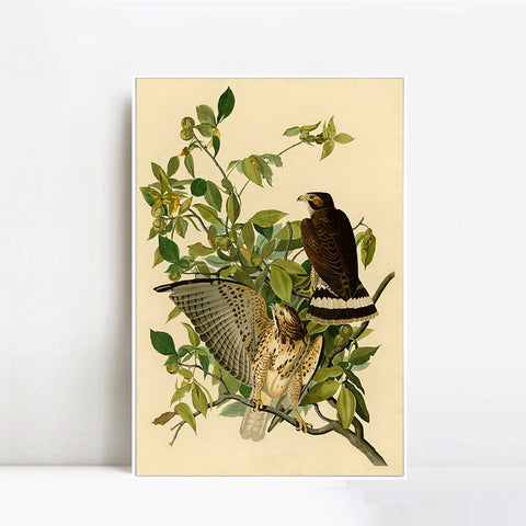 INVIN ART Framed Canvas Giclee Print Broad winged Hawk by John James Audubon Wall Art Living Room Home Office Decorations
