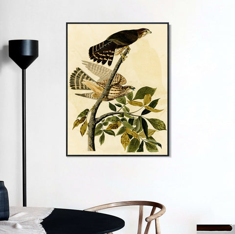 INVIN ART Framed Canvas Giclee Print Pigeon Hawk by John James Audubon Wall Art Living Room Home Office Decorations