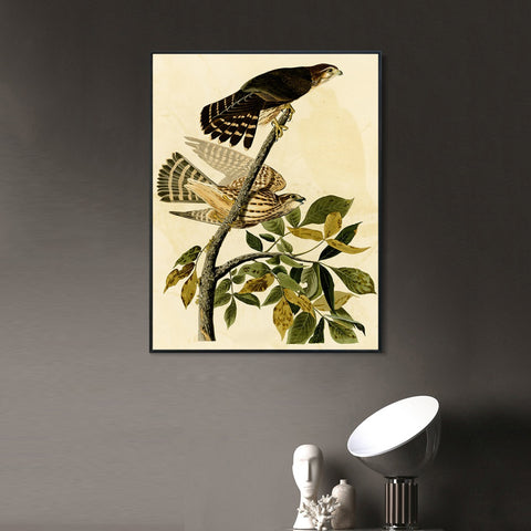 INVIN ART Framed Canvas Giclee Print Pigeon Hawk by John James Audubon Wall Art Living Room Home Office Decorations