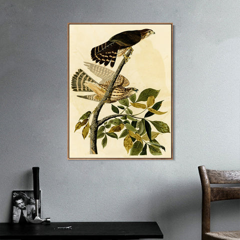 INVIN ART Framed Canvas Giclee Print Pigeon Hawk by John James Audubon Wall Art Living Room Home Office Decorations