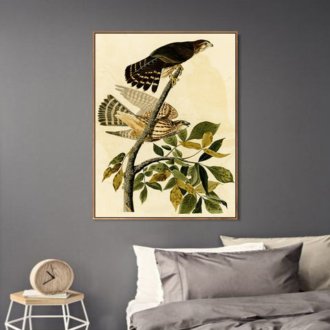 INVIN ART Framed Canvas Giclee Print Pigeon Hawk by John James Audubon Wall Art Living Room Home Office Decorations