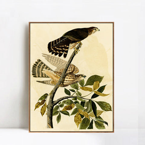 INVIN ART Framed Canvas Giclee Print Pigeon Hawk by John James Audubon Wall Art Living Room Home Office Decorations