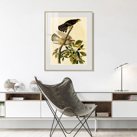INVIN ART Metal Framed Canvas Giclee Print Pigeon Hawk by John James Audubon Wall Art Living Room Home Office Decorations