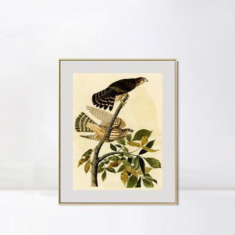 INVIN ART Metal Framed Canvas Giclee Print Pigeon Hawk by John James Audubon Wall Art Living Room Home Office Decorations