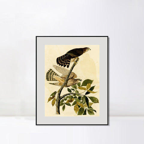 INVIN ART Metal Framed Canvas Giclee Print Pigeon Hawk by John James Audubon Wall Art Living Room Home Office Decorations