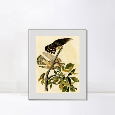 INVIN ART Metal Framed Canvas Giclee Print Pigeon Hawk by John James Audubon Wall Art Living Room Home Office Decorations