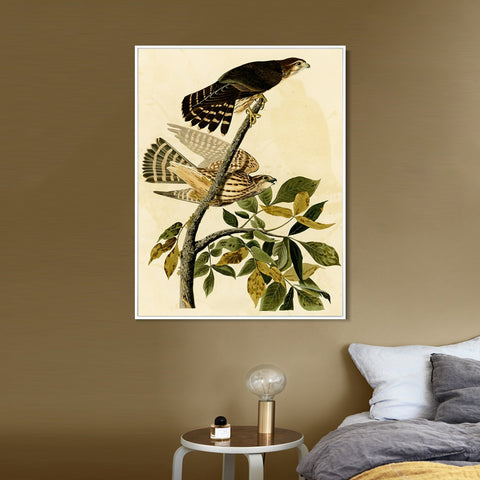 INVIN ART Framed Canvas Giclee Print Pigeon Hawk by John James Audubon Wall Art Living Room Home Office Decorations