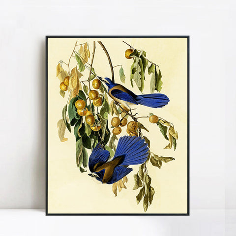 INVIN ART Framed Canvas Giclee Print Florida Jay by John James Audubon Wall Art Living Room Home Office Decorations