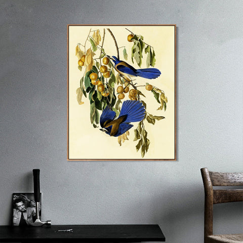 INVIN ART Framed Canvas Giclee Print Florida Jay by John James Audubon Wall Art Living Room Home Office Decorations
