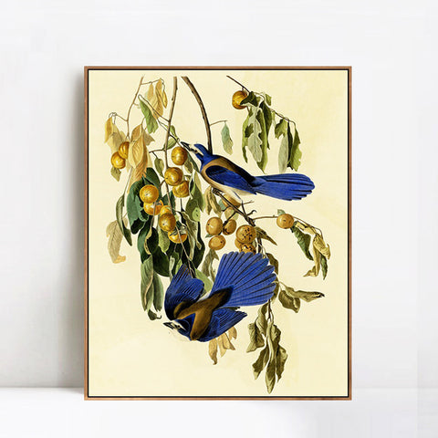 INVIN ART Framed Canvas Giclee Print Florida Jay by John James Audubon Wall Art Living Room Home Office Decorations