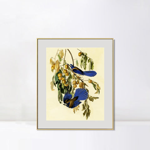 INVIN ART Metal Framed Canvas Giclee Print Florida Jay by John James Audubon Wall Art Living Room Home Office Decorations