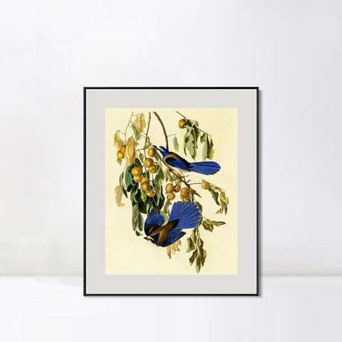 INVIN ART Metal Framed Canvas Giclee Print Florida Jay by John James Audubon Wall Art Living Room Home Office Decorations