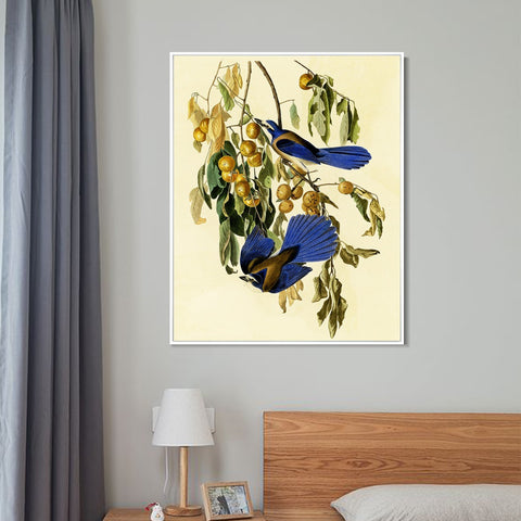 INVIN ART Framed Canvas Giclee Print Florida Jay by John James Audubon Wall Art Living Room Home Office Decorations