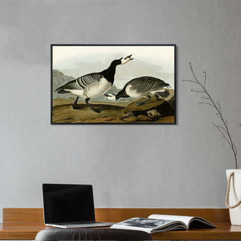 INVIN ART Framed Canvas Giclee Print Barnacle Goose by John James Audubon Wall Art Living Room Home Office Decorations