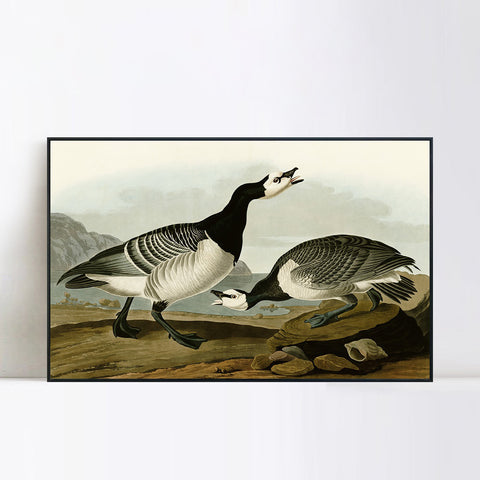 INVIN ART Framed Canvas Giclee Print Barnacle Goose by John James Audubon Wall Art Living Room Home Office Decorations