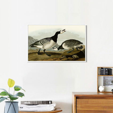 INVIN ART Framed Canvas Giclee Print Barnacle Goose by John James Audubon Wall Art Living Room Home Office Decorations