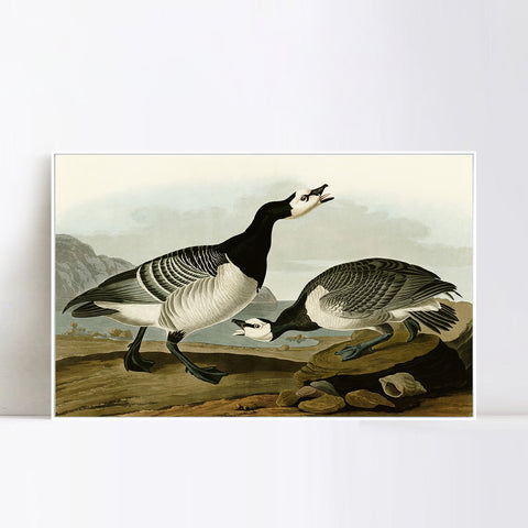 INVIN ART Framed Canvas Giclee Print Barnacle Goose by John James Audubon Wall Art Living Room Home Office Decorations