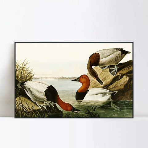 INVIN ART Framed Canvas Giclee Print backed Duck by John James Audubon Wall Art Living Room Home Office Decorations
