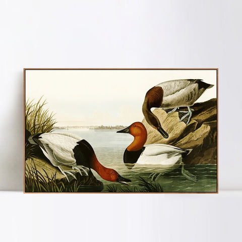 INVIN ART Framed Canvas Giclee Print backed Duck by John James Audubon Wall Art Living Room Home Office Decorations