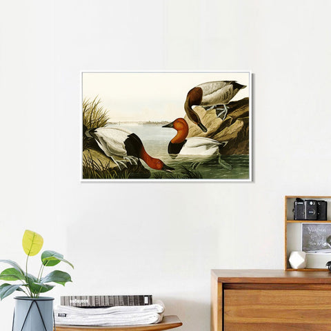 INVIN ART Framed Canvas Giclee Print backed Duck by John James Audubon Wall Art Living Room Home Office Decorations