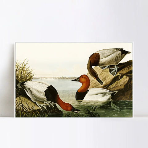 INVIN ART Framed Canvas Giclee Print backed Duck by John James Audubon Wall Art Living Room Home Office Decorations