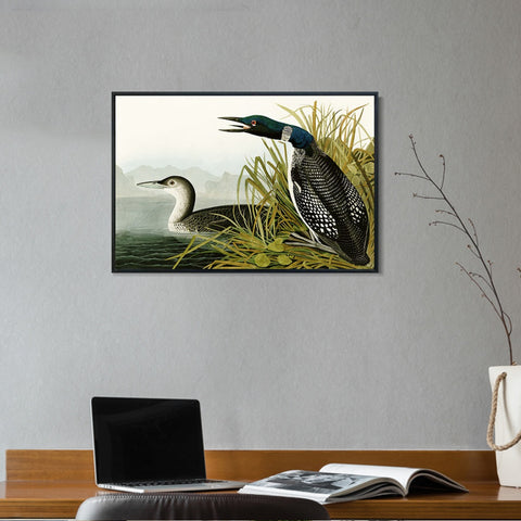 INVIN ART Framed Canvas Giclee Print Great Northern Diver or Loon by John James Audubon Wall Art Living Room Home Office Decorations