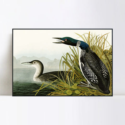 INVIN ART Framed Canvas Giclee Print Great Northern Diver or Loon by John James Audubon Wall Art Living Room Home Office Decorations