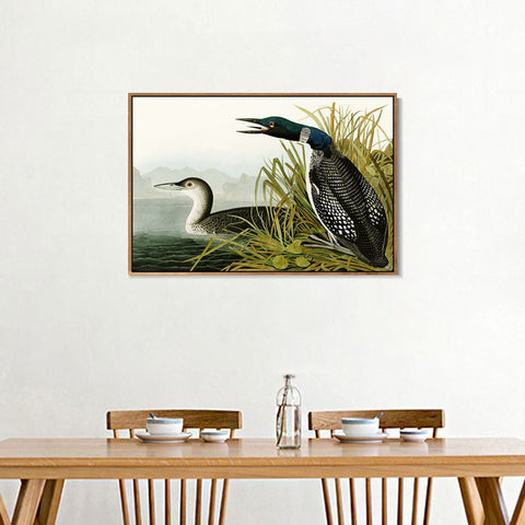 INVIN ART Framed Canvas Giclee Print Great Northern Diver or Loon by John James Audubon Wall Art Living Room Home Office Decorations